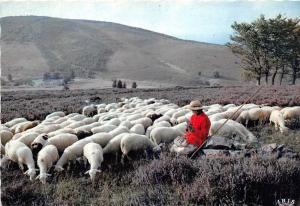 BF38513 les monedieres  limousin  france sheep mouton animal animaux