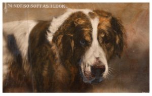 Dog , Saint  Bernard ,  I'm Not so soft as I look