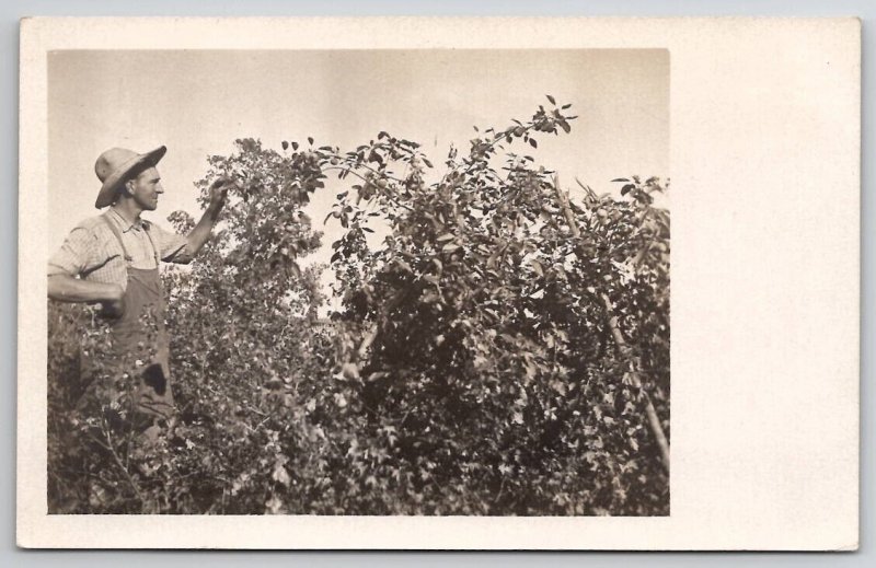 RPPC Farmer Overalls Admiring The Fruit Trees c1910 Real Photo Postcard T22