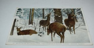 161 White-tailed or Virginia Deer, Field Museum of Natural History Postcard