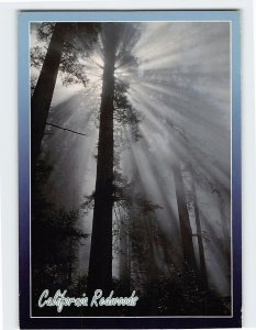 Postcard California Redwood, California