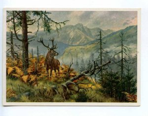 237585 RUSSIA HUNT Deer in the forest old postcard