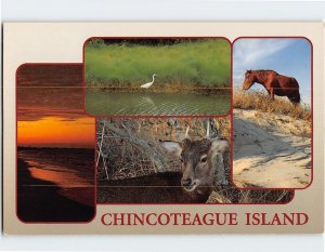 Postcard Chincoteague Island Chincoteague Virginia USA