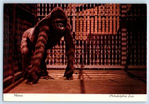 1960 Philadelphia Pennsylvania Postcard Zoological Garden Fairmount Park Massa