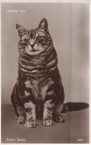 Silver Tabby Cat Coin Neuter Pedigree Cats Series Real Photo Postcard