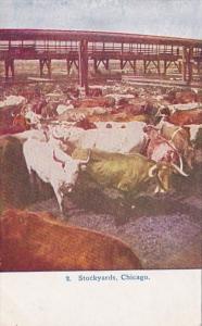 Illinois Chicago Cattle At The Stockyards