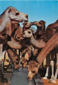 BF39555 tunisia   camel chameau  animal animaux