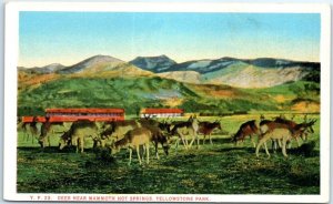 Postcard - Deer, Yellowstone Park - Wyoming