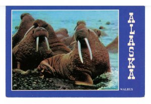 AK - Alaskan Walrus  (continental size)