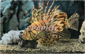 Postcard Modern Aquarium Monaco Pterois Volitans