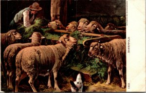 Vtg 1904 Sheep Feeding on Hay in Sheepfold Unused Antique Postcard