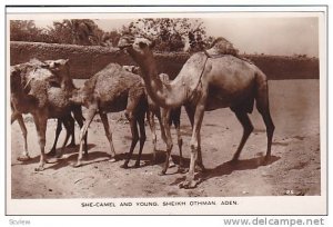 RP ; She Camel & Young, Shielk Othman , Aden , Yeman , 10-30s