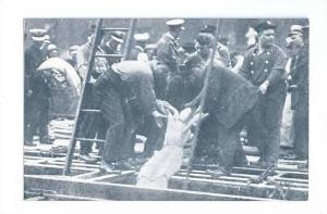 LP27      Steamer Eastland, Disaster,  , Removing body, 