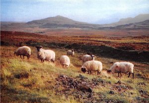 Highland Black Face Sheep , Native Breed 