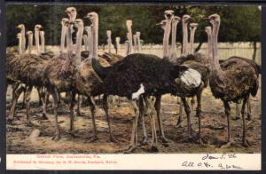 Ostrich Farm,Jacksonville,FL