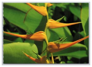 Postcard Orange Heliconia Hawaii Continental View