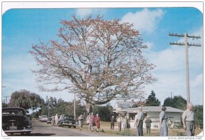 East of CLEARWATER, Florida, 40-60s; Famous Kopak Tree, Classic Cars