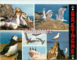 Postcard Modern Birds Sea of ??our crazy odds Bassan silvery gulls