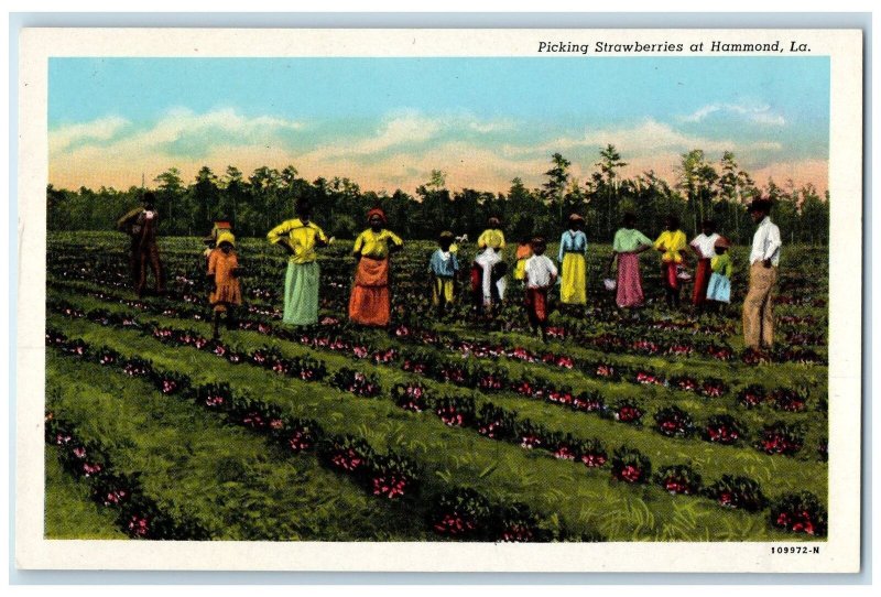 c1940's Picking Strawberries Scene At Hammond Louisiana LA Unposted Postcard