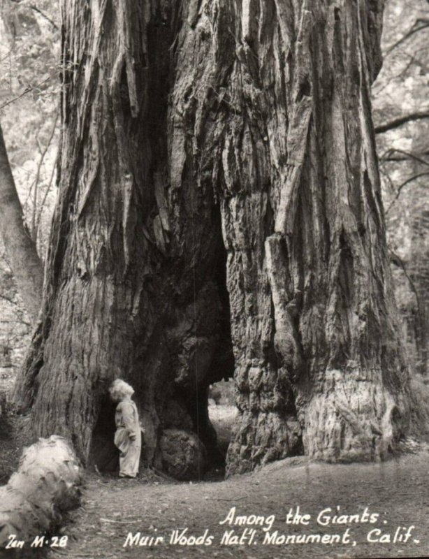 RPPC Photo Young Child Muir Woods National Monument California Redwood Tree