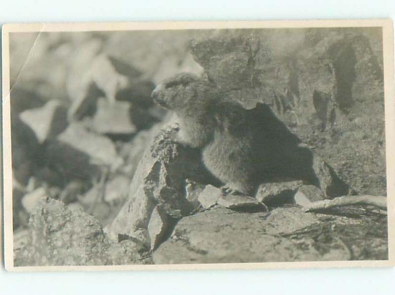 rppc 1920's CUTE WOODLAND CREATURE AC8853