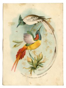 1800's LITHOGRAPH*BIRDS*PARADISE FLYCATCHER & RED TAILED SUN BIRD*4 1/4 x 5 3/4