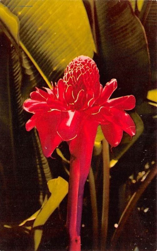 Torch Ginger, Flower Guam Unused 
