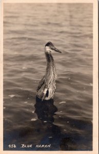 RPPC Alberta Great Blue Heron Along Line of Canadian Pacific Railway 1940s S107