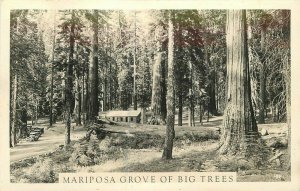 California Yosemite NP 1940s Mariposa Grove Big Trees Photo Postcard 21-11116