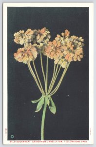 Flowers~Wild Buckwheat @ Yellowstone Park WY~Umbrella Plant~Vintage Postcard