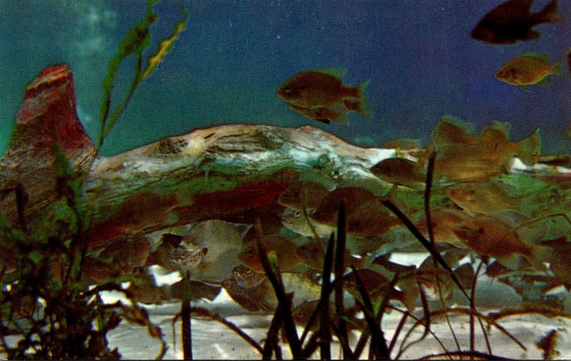 FLorida Silver Springs Underwater Scene With Fresh Water Bream