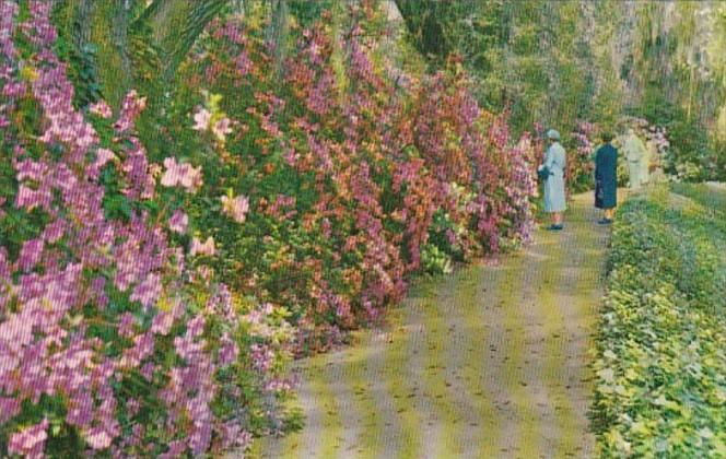 South Carolina Charleston Magnolia Gardens Beautiful Azaleas Along Walking Path