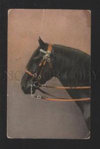 3078126 Head of HORSE in Silver Bridle Vintage RPPC 1912 year