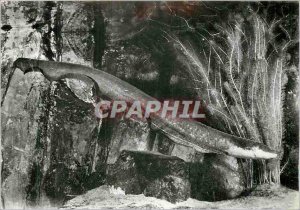 'Postcard Modern South America''s Amazon Basin Electrophorus electricus Gymnote'