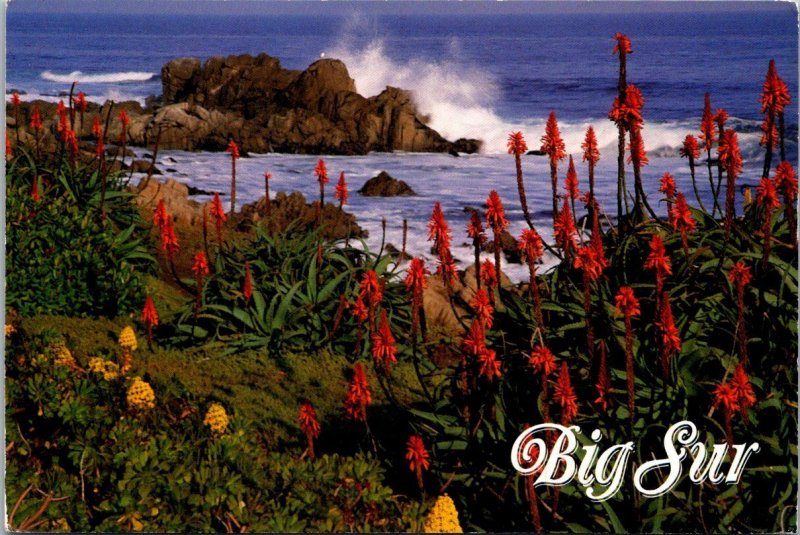 California Big Sur Flowers Red-Torched Aloe and Aeonium 1998