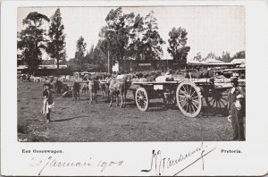 South Africa Een Ossenwagen Pretoria Ox Cart Vintage Postcard C087