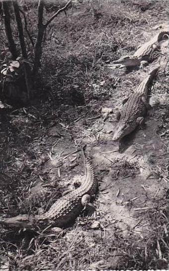 Madagascar Antsirabe Crocodiles Real Photo