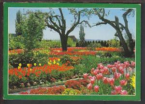 Skagit Valley Tulip Fields Mt Vernon WA Postcard BIN 669