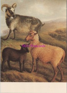 Animals Postcard - Sheep, Shetland Ram, Orkney Ewe & Cheviot Cross Lamb RR20562