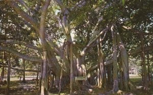 Hawaii Honolulu Banyan Tree At The Moana Hotel Thomas Square