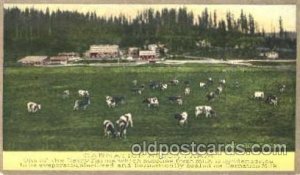 Carnation Stock Farm Dairy, Cow Cows, Unused 