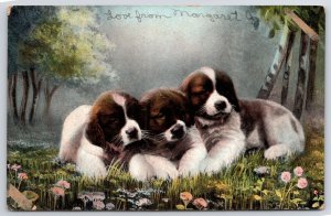 Three Little Puppies Hugging Each Other White And Brown Fur Postcard