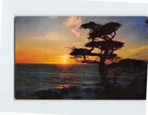 Postcard Trees Sunset Seascape Scenery California USA