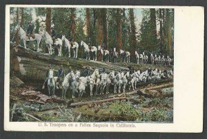 DATE 1907 PPC* VINTAGE US TROOPS ON HORSE BACK ON A FALLEN SEQUOIA TREE SEE INFO