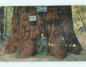 Divided-Back MAN BESIDE GENERAL GRANT TREE Santa Cruz CA t5593