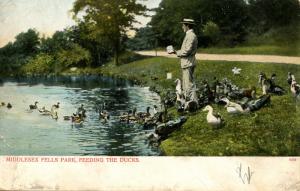 MA - Middlesex Fells. Feeding the Ducks in the Park