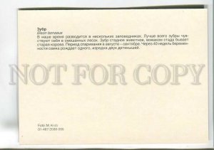 195569 Europe aurochs old postcard