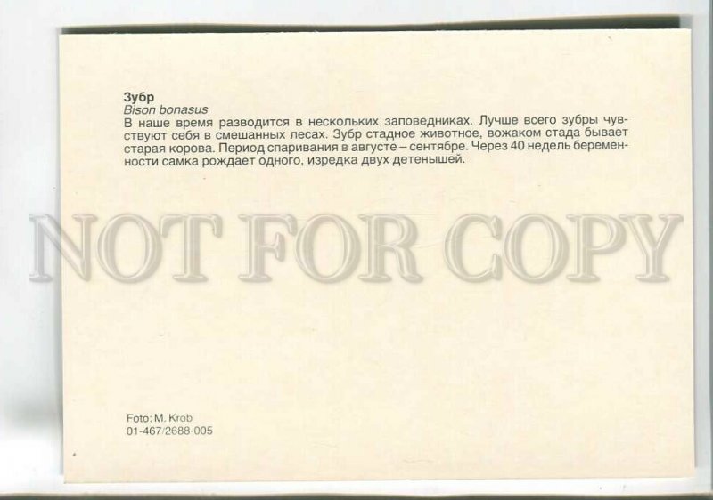 195569 Europe aurochs old postcard