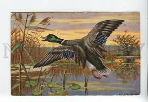 3182998 Duck hunting early by MULLER Vintage postcard