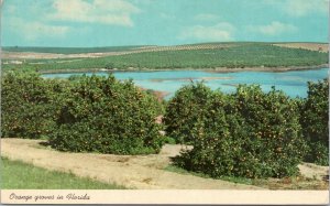 postcard Orange Groves in Florida